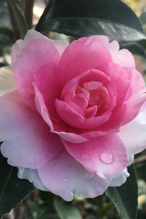Dream Weaver Camellia Sasanqua - 3 Gallon Pot Dream Weaver Camellia Sasanqua - 3 Gallon Pot -Garden Plants shop camellia dreamweaver