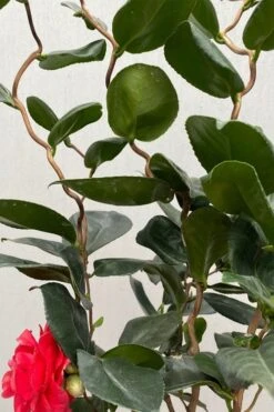 Curly Lady Camellia Japonica - 1 Gallon Pot -Garden Plants shop camellia japonica curly lady 3