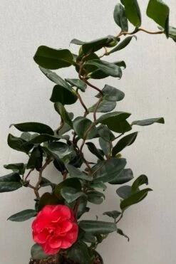 Curly Lady Camellia Japonica - 1 Gallon Pot -Garden Plants shop camellia japonica curly lady 8