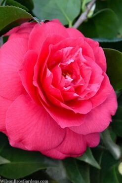Rose Dawn Camellia Japonica - 3 Gallon Pot