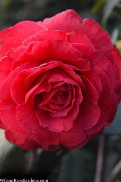 Rosea Superba Sport Camellia - 3 Gallon Pot -Garden Plants shop camellia japonica rosea superba 1