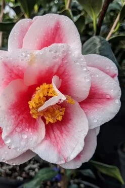 Sadaharu Oh Camellia - 3 Gallon Pot -Garden Plants shop camellia japonica sadaharu oh 100 1