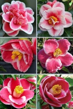 Sadaharu Oh Camellia - 7 Gallon Pot (3-4') 3 Sadaharu Oh Camellia - 7 Gallon Pot (3-4') -Garden Plants shop camellia japonica sadaharu oh 102