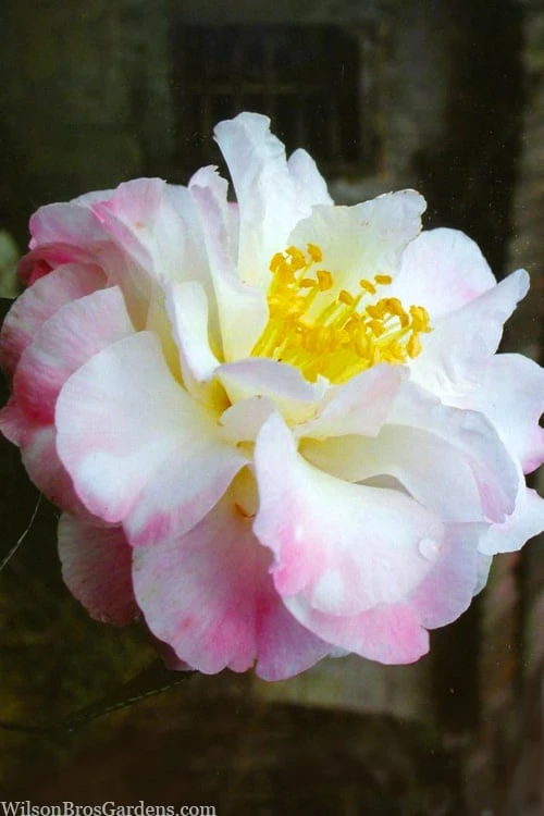 Star Above Star Camellia Sasanqua - 3 Gallon Pot Star Above Star Camellia Sasanqua - 3 Gallon Pot -Garden Plants shop camellia japonica star above star 1