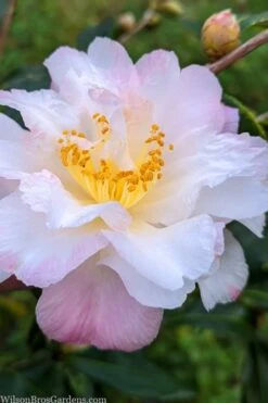 Star Above Star Camellia Sasanqua - 3 Gallon Pot 3 Star Above Star Camellia Sasanqua - 3 Gallon Pot -Garden Plants shop camellia japonica star above star 2