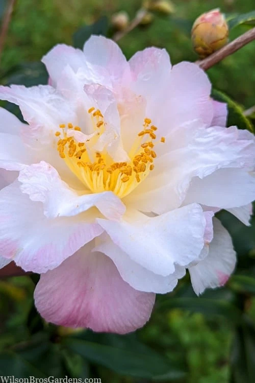 Star Above Star Camellia Sasanqua - 3 Gallon Pot Star Above Star Camellia Sasanqua - 3 Gallon Pot -Garden Plants shop camellia japonica star above star 2