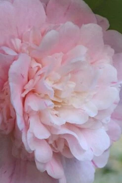 Thompsonii Camellia Japonica - 3 Gallon Pot -Garden Plants shop camellia japonica thompsonii 2