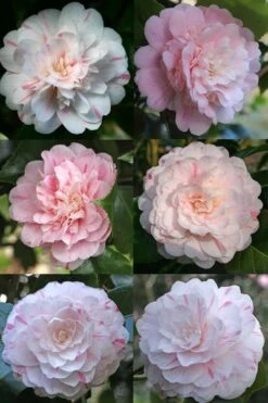 Thompsonii Camellia Japonica - 3 Gallon Pot -Garden Plants shop camellia japonica thompsonii 4