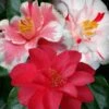 Lady Vansittart Multicolor Camellia Japonica - 2 Gallon Pot