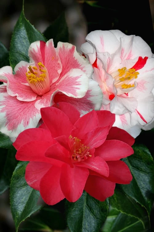 Lady Vansittart Multicolor Camellia Japonica - 2 Gallon Pot Lady Vansittart Multicolor Camellia Japonica - 2 Gallon Pot -Garden Plants shop camellia lady vansittart 50