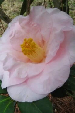 Moonlight Bay Camellia Japonica - 3 Gallon Pot -Garden Plants shop camellia moonlight bay 5