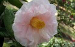 Moonlight Bay Camellia Japonica - 3 Gallon Pot -Garden Plants shop camellia moonlight bay 6