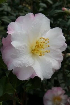 Nina Avery Camellia - 1 Gallon Pot -Garden Plants shop camellia nina avery 4