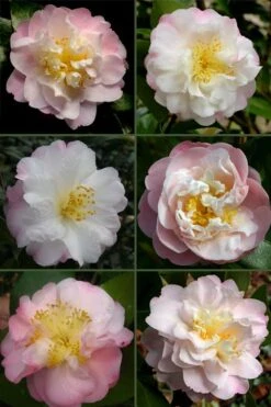 Nina Avery Camellia - 1 Gallon Pot -Garden Plants shop camellia nina avery 6