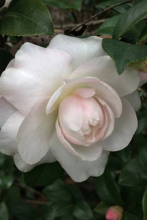 October Magic Dawn Camellia - 1 Gallon Pot October Magic Dawn Camellia - 1 Gallon Pot -Garden Plants shop camellia october magic dawn 3