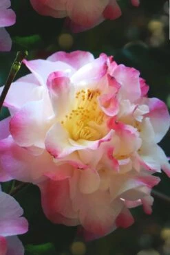 Omega Camellia Japonica - 3 Gallon Pot -Garden Plants shop camellia omega 3