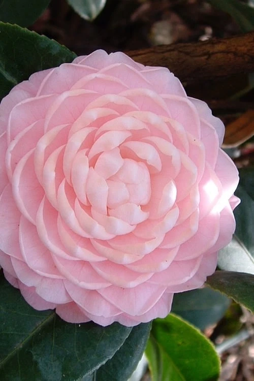 Otome Pink Camellia Japonica - 1 Gallon Pot Otome Pink Camellia Japonica - 1 Gallon Pot -Garden Plants shop camellia otome