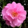 Our Linda Camellia - 3 Gallon Pot