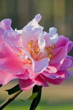 Our Linda Camellia - 3 Gallon Pot -Garden Plants shop camellia our linda 7