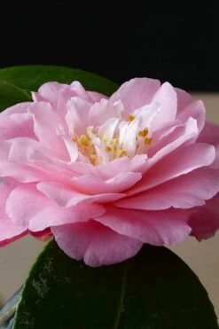 Our Linda Camellia - 3 Gallon Pot -Garden Plants shop camellia our linda 8
