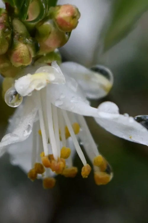 Parvilimba Camellia - 5 Gallon Pot Parvilimba Camellia - 5 Gallon Pot -Garden Plants shop camellia parvilimba 1
