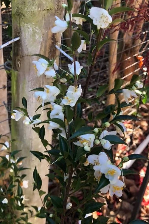 Parvilimba Camellia - 5 Gallon Pot Parvilimba Camellia - 5 Gallon Pot -Garden Plants shop camellia parvilimba 4