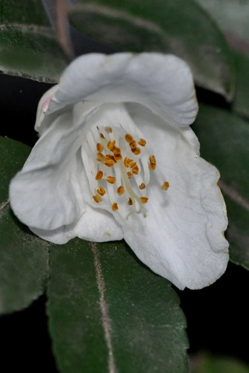 Parvilimba Camellia - 5 Gallon Pot Parvilimba Camellia - 5 Gallon Pot -Garden Plants shop camellia parvilimba 5