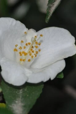 Parvilimba Camellia - 5 Gallon Pot 3 Parvilimba Camellia - 5 Gallon Pot -Garden Plants shop camellia parvilimba 6