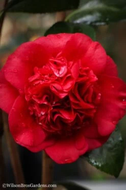 Professor Sargent Camellia Japonica - 3 Gallon Pot -Garden Plants shop camellia professor sargent 20