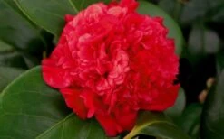 Professor Sargent Camellia Japonica - 1 Gallon Pot -Garden Plants shop camellia professor sargent bloom 1