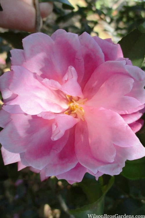 Sagamio Wabisuke Camellia - 3 Gallon Pot Sagamio Wabisuke Camellia - 3 Gallon Pot -Garden Plants shop camellia sagamio wabisuke 3