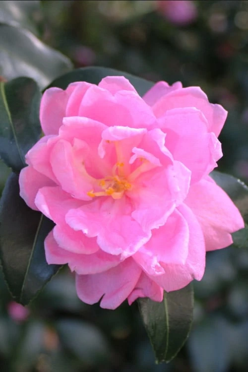 Sagamio Wabisuke Camellia - 3 Gallon Pot Sagamio Wabisuke Camellia - 3 Gallon Pot -Garden Plants shop camellia sagamio wabisuki 1