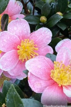 Maggie's Pink Camellia - 3 Gallon Pot 3 Maggie's Pink Camellia - 3 Gallon Pot -Garden Plants shop camellia sasanqua maggies pink 3