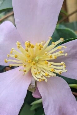 Maiden's Blush Camellia - 3 Gallon -Garden Plants shop camellia sasanqua maiden blush 4