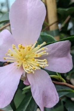 Maiden's Blush Camellia - 3 Gallon -Garden Plants shop camellia sasanqua maiden blush 5