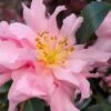 Pink Snow Camellia Sasanqua - 7 Gallon Pot (3-4')