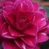Purple Haze Camellia- 3 Gallon Pot