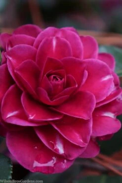 Purple Haze Camellia- 3 Gallon Pot