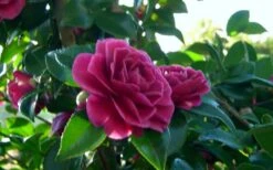 Purple Haze Camellia- 3 Gallon Pot -Garden Plants shop camellia sasanqua purple haze 2