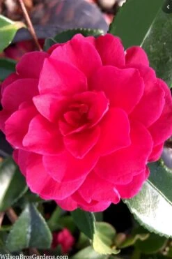 Purple Haze Camellia- 3 Gallon Pot -Garden Plants shop camellia sasanqua purple haze 4
