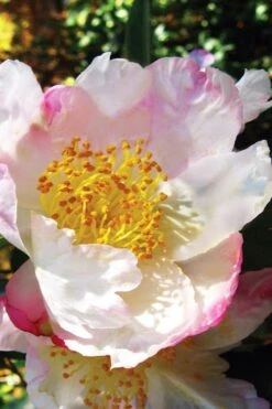 Sweet October Fragrant Camellia - 3 Gallon Pot -Garden Plants shop camellia sasanqua sweet october 1
