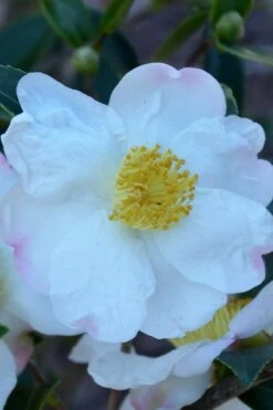 Sweet October Fragrant Camellia - 3 Gallon Pot -Garden Plants shop camellia sasanqua sweet october 2