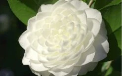 Sea Foam White Camellia Japonica - 3 Gallon Pot -Garden Plants shop camellia sea foam 3