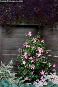 Slim 'N Trim Camellia - 7 Gallon Pot -Garden Plants shop camellia slim n trim 103