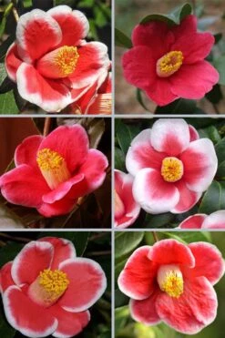 Tama No Ura Weeping Camellia Japonica - 1 Gallon Pot -Garden Plants shop camellia tama no ura sports 1