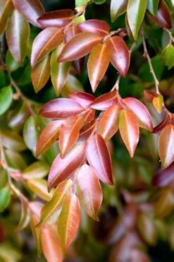 Mount Noko Camellia (Camellia Transnokoensis) - 3 Gallon Pot -Garden Plants shop camellia transnokoensis 10