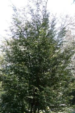 Mount Noko Camellia (Camellia Transnokoensis) - 3 Gallon Pot -Garden Plants shop camellia transnokoensis 13