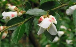 Mount Noko Camellia (Camellia Transnokoensis) - 3 Gallon Pot -Garden Plants shop camellia transnokoensis 5