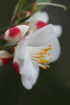 Mount Noko Camellia (Camellia Transnokoensis) - 3 Gallon Pot -Garden Plants shop camellia transnokoensis 6