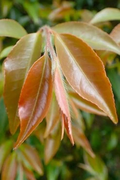 Mount Noko Camellia (Camellia Transnokoensis) - 3 Gallon Pot -Garden Plants shop camellia transnokoensis 7